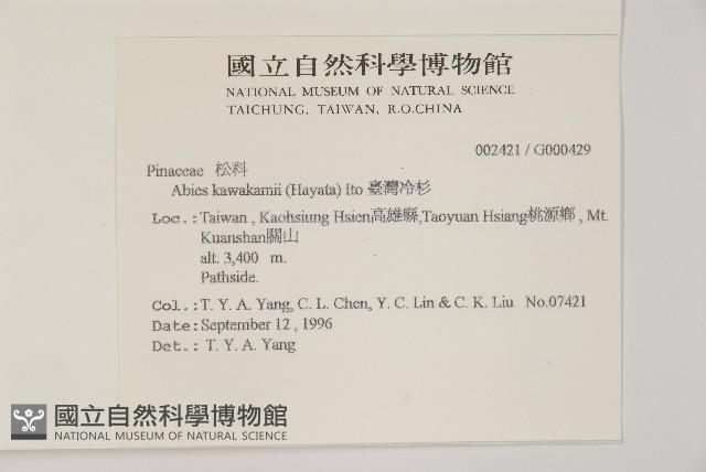 臺灣冷杉藏品圖，第2張