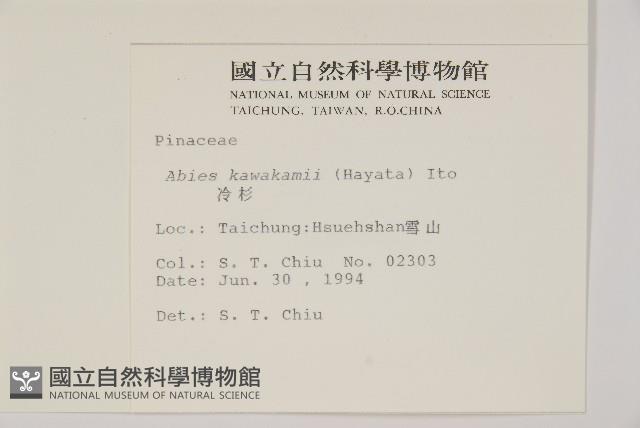 臺灣冷杉藏品圖，第2張