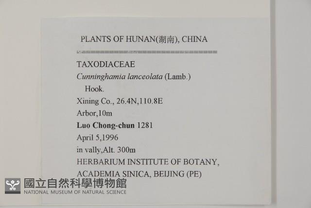 杉木藏品圖，第2張