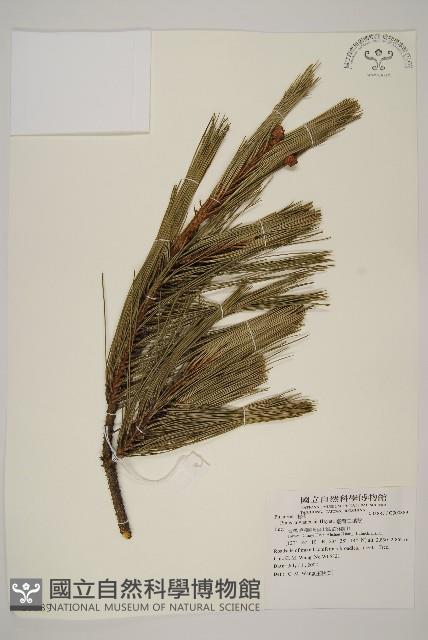 臺灣二葉松藏品圖，第1張