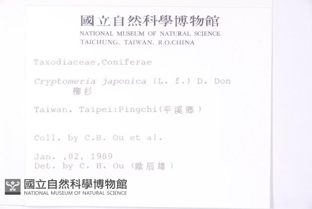 柳杉藏品圖，第2張