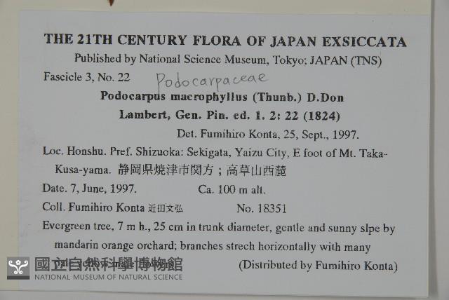 大葉羅漢松藏品圖，第2張