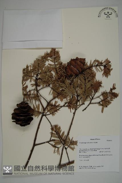 臺灣黃杉藏品圖，第1張