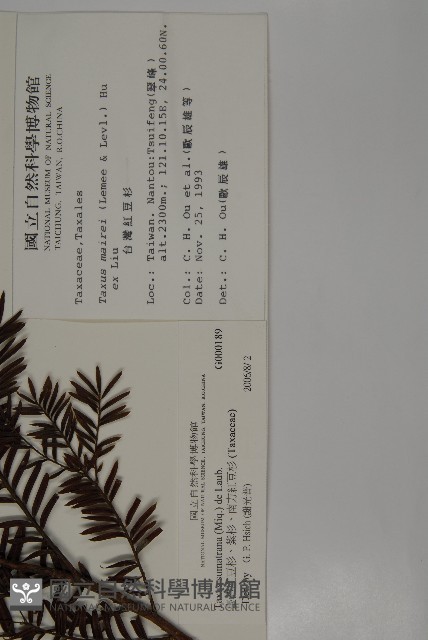 臺灣紅豆杉、紫杉、南方紅豆杉藏品圖，第2張