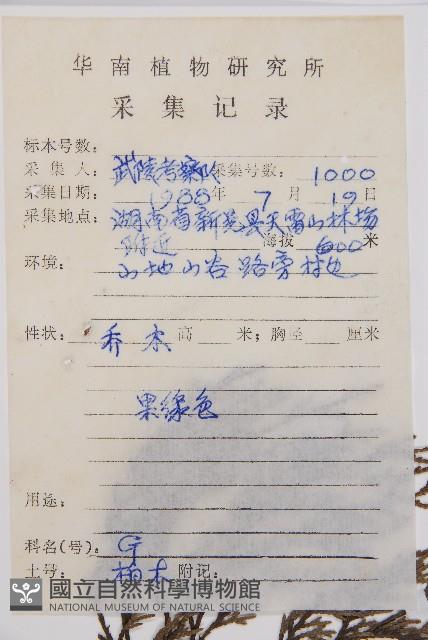 柏木、柏樹藏品圖，第2張