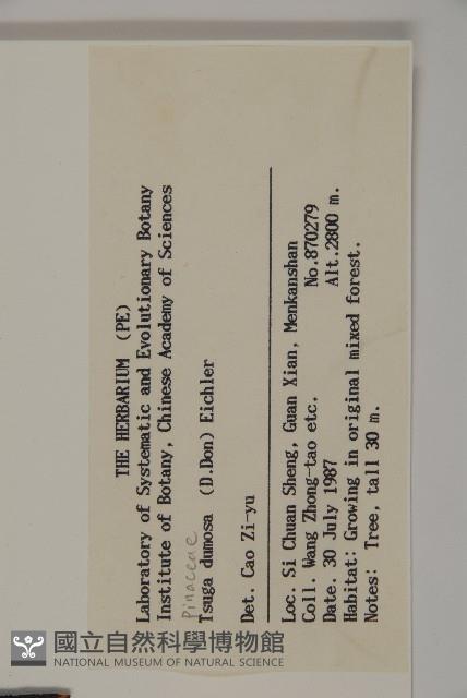 雲南鐵杉藏品圖，第2張