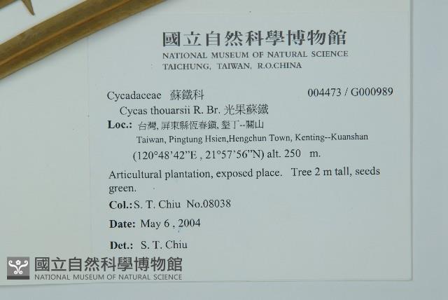 光果蘇鐵藏品圖，第2張