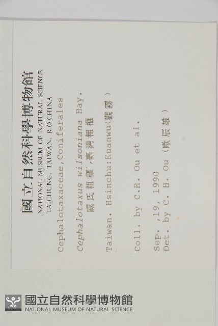 臺灣粗榧、台灣三尖杉藏品圖，第2張