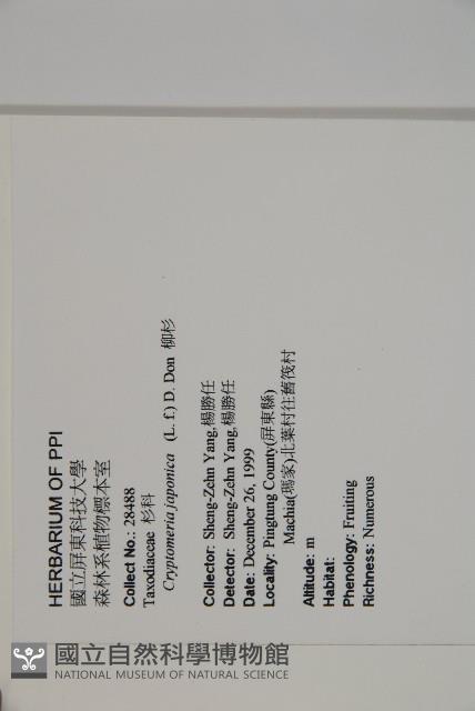 柳杉藏品圖，第2張