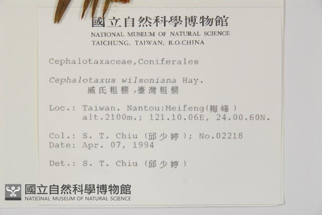 臺灣粗榧、台灣三尖杉藏品圖，第2張