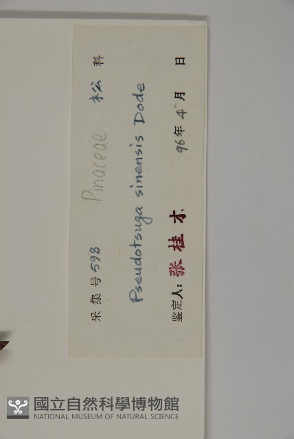 黃杉藏品圖，第2張