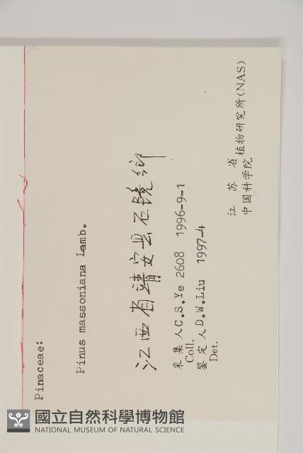 馬尾松藏品圖，第2張