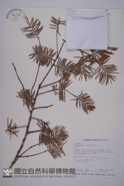 臺灣黃杉藏品圖，第1張