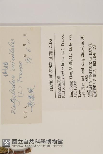 側柏藏品圖，第2張