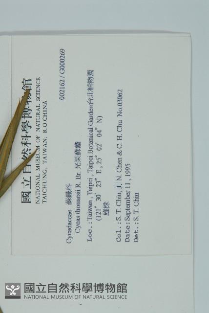 光果蘇鐵藏品圖，第2張