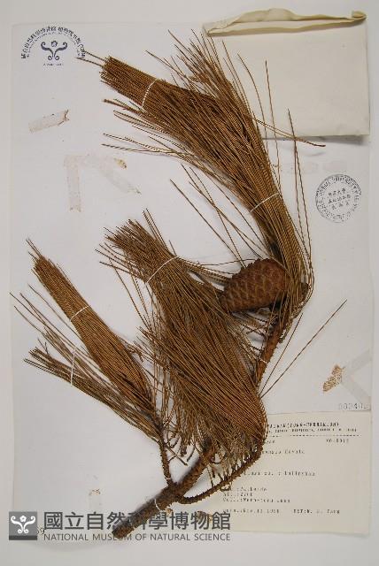 臺灣二葉松藏品圖，第1張