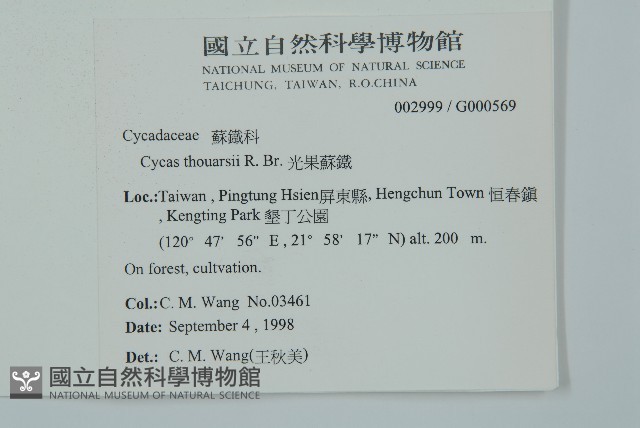 光果蘇鐵藏品圖，第2張