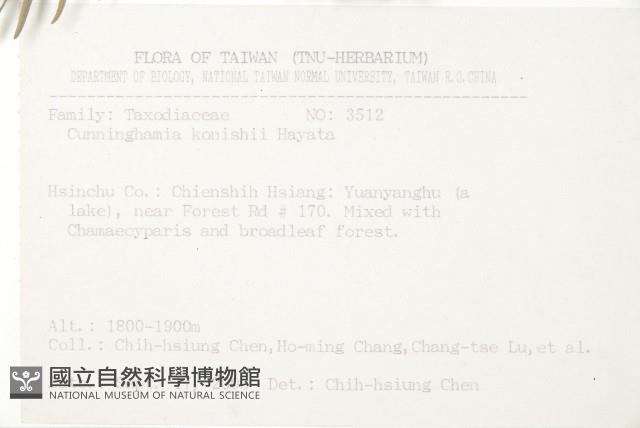 巒大杉、香杉藏品圖，第2張