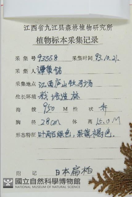 日本扁柏藏品圖，第2張