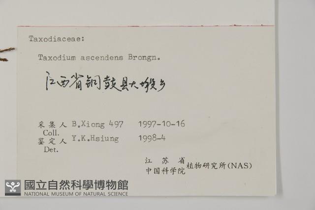 池杉藏品圖，第2張