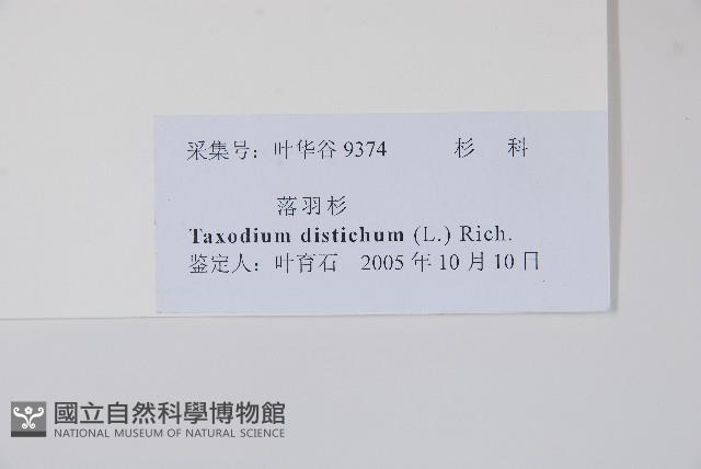 落羽松、美國水松藏品圖，第2張