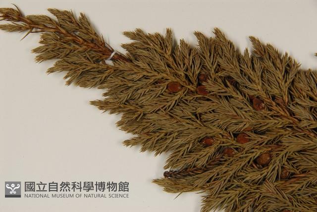 香青藏品圖，第2張