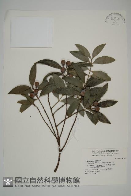 竹柏藏品圖，第1張