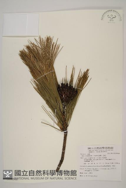 臺灣二葉松藏品圖，第1張