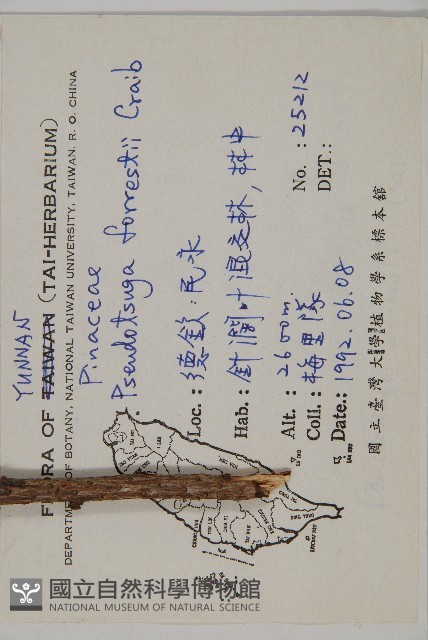 瀾滄黃杉藏品圖，第2張