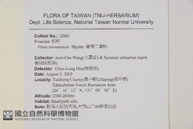 臺灣二葉松藏品圖，第2張