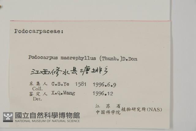 大葉羅漢松藏品圖，第2張