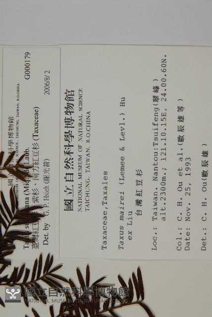 臺灣紅豆杉、紫杉、南方紅豆杉藏品圖，第2張
