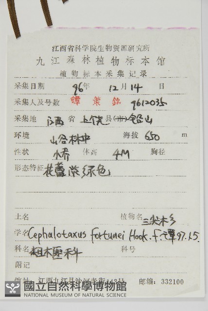 三尖杉藏品圖，第2張