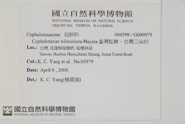 臺灣粗榧、台灣三尖杉藏品圖，第2張