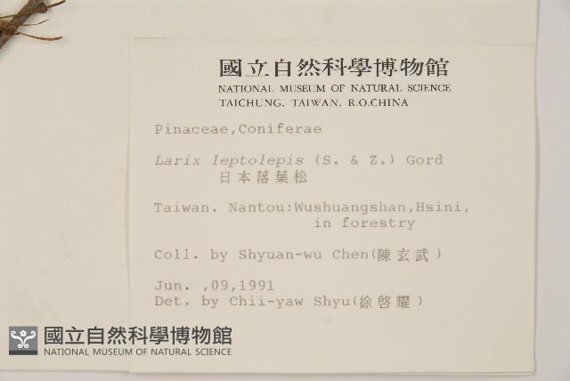 日本落葉松藏品圖，第2張