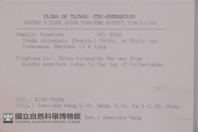 臺灣鐵杉藏品圖，第2張