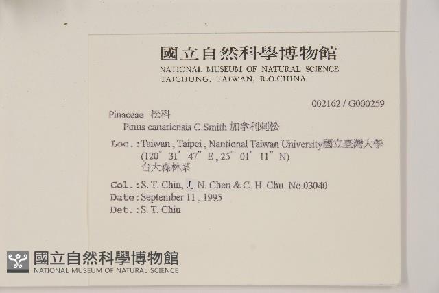 加拿利刺松藏品圖，第2張