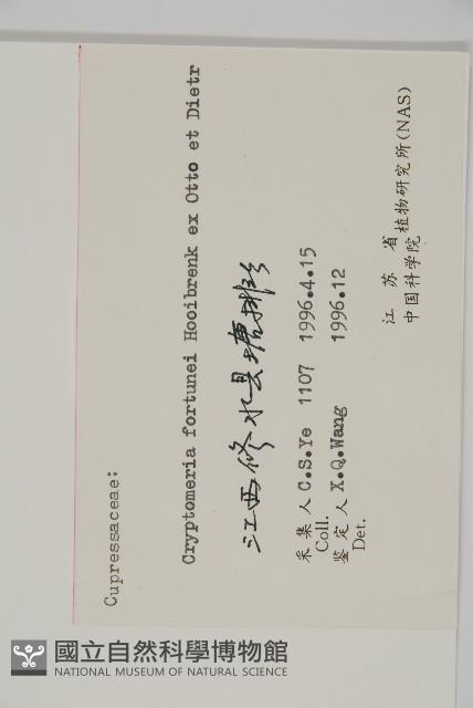 柳杉藏品圖，第2張