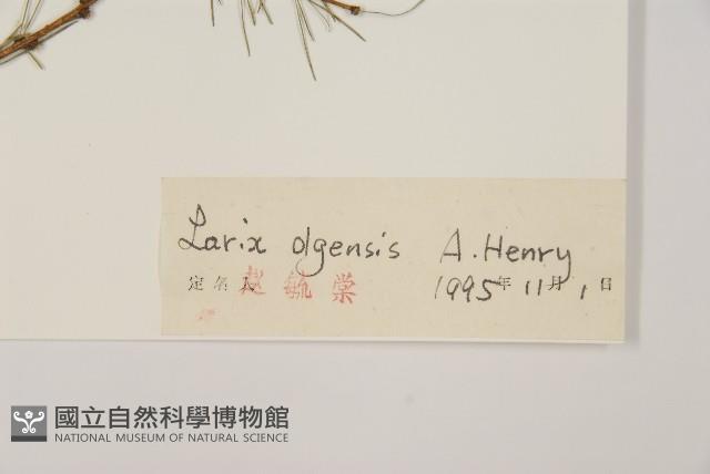 長白落葉松藏品圖，第2張