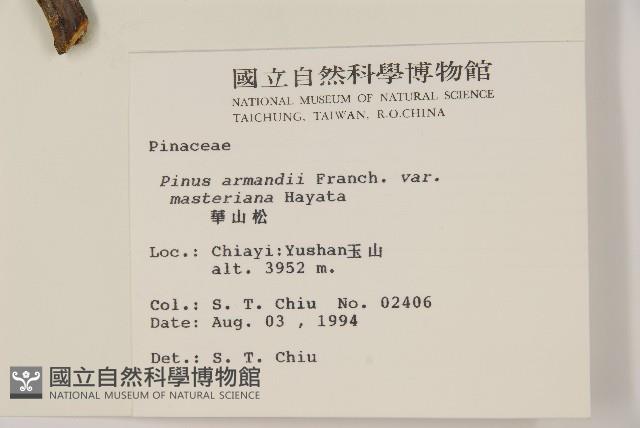 臺灣華山松藏品圖，第2張