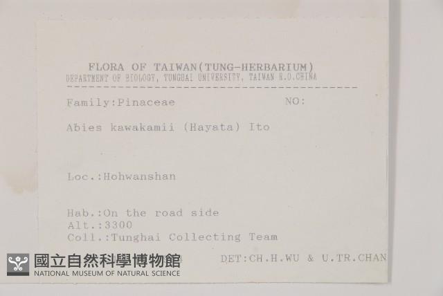 臺灣冷杉藏品圖，第2張