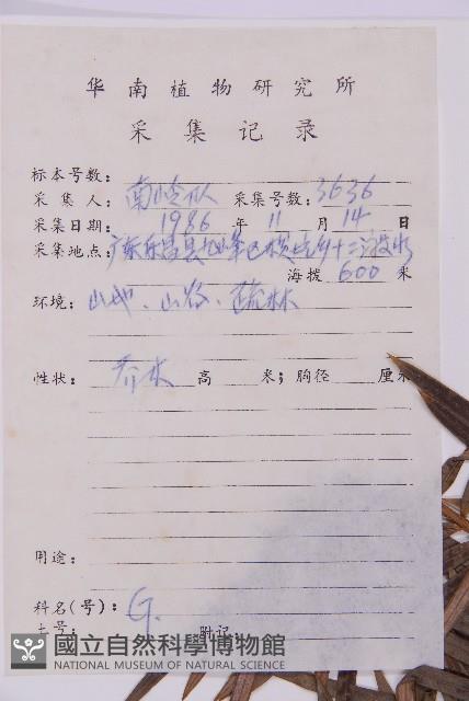 三尖杉藏品圖，第2張