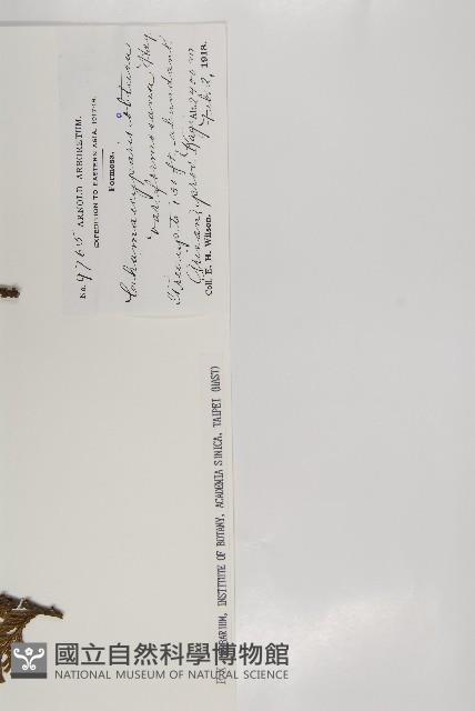 臺灣扁柏藏品圖，第2張