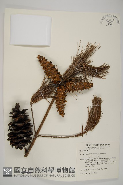 臺灣五葉松藏品圖，第1張