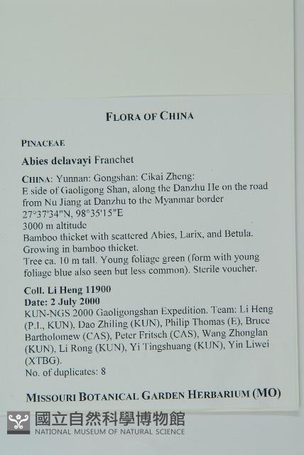 蒼山冷杉藏品圖，第2張