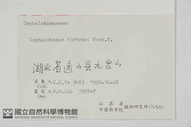 三尖杉藏品圖，第2張