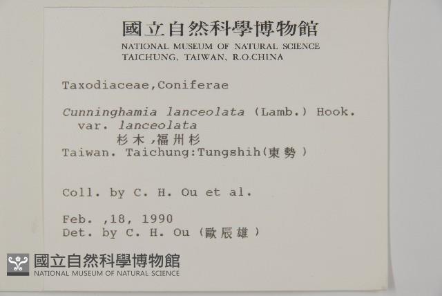 杉木藏品圖，第2張