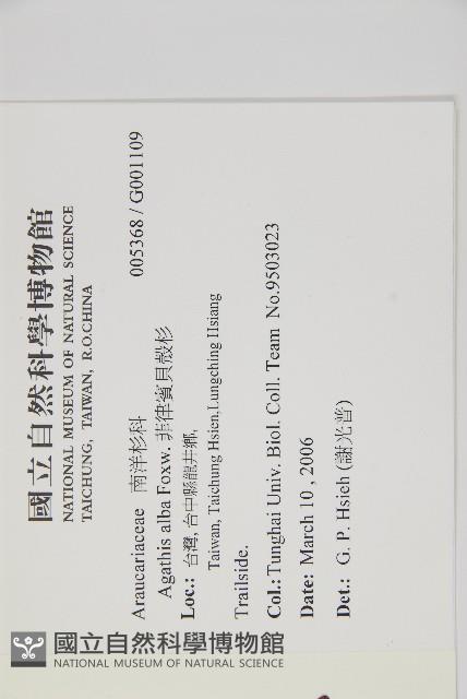 菲律賓貝殼杉藏品圖，第2張