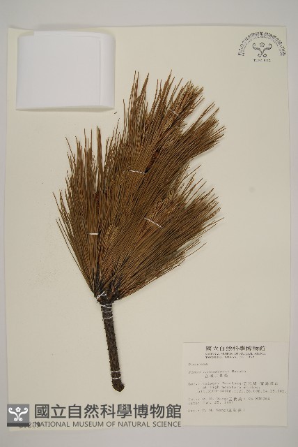 臺灣二葉松藏品圖，第1張