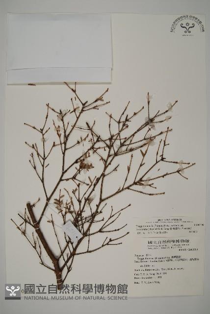 臺灣鐵杉藏品圖，第1張